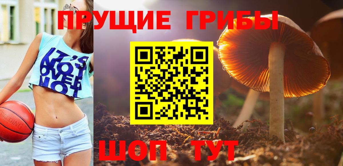 Псилоцибиновые грибы мицелий Горно-Алтайск