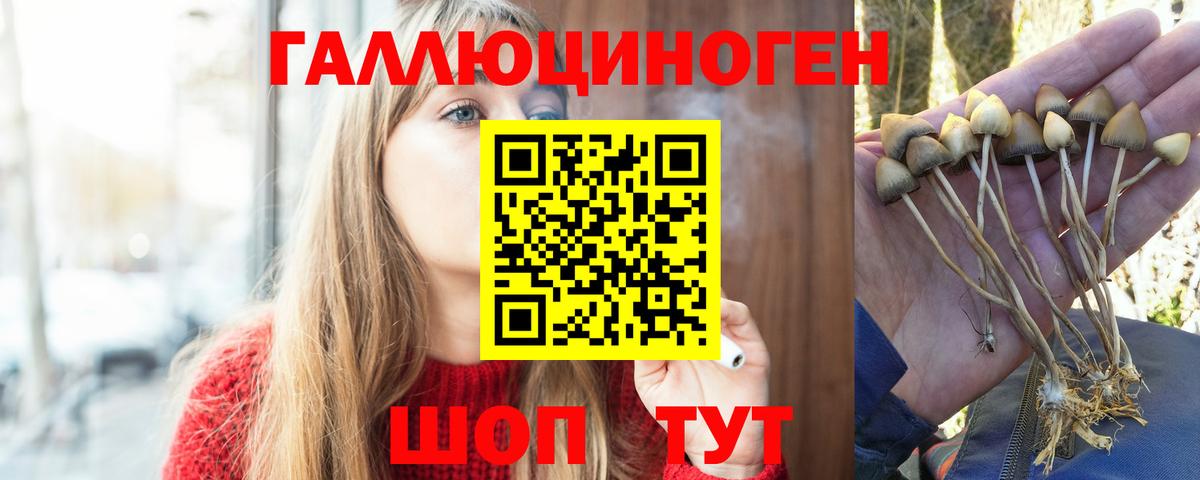 Псилоцибиновые грибы Cubensis  Вход с VPN  Горно-Алтайск 